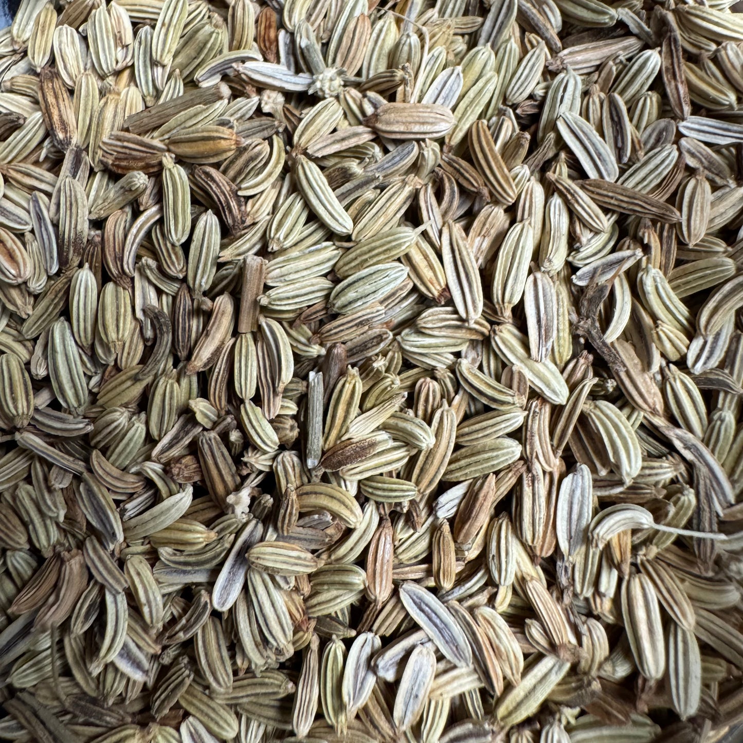 Fennel