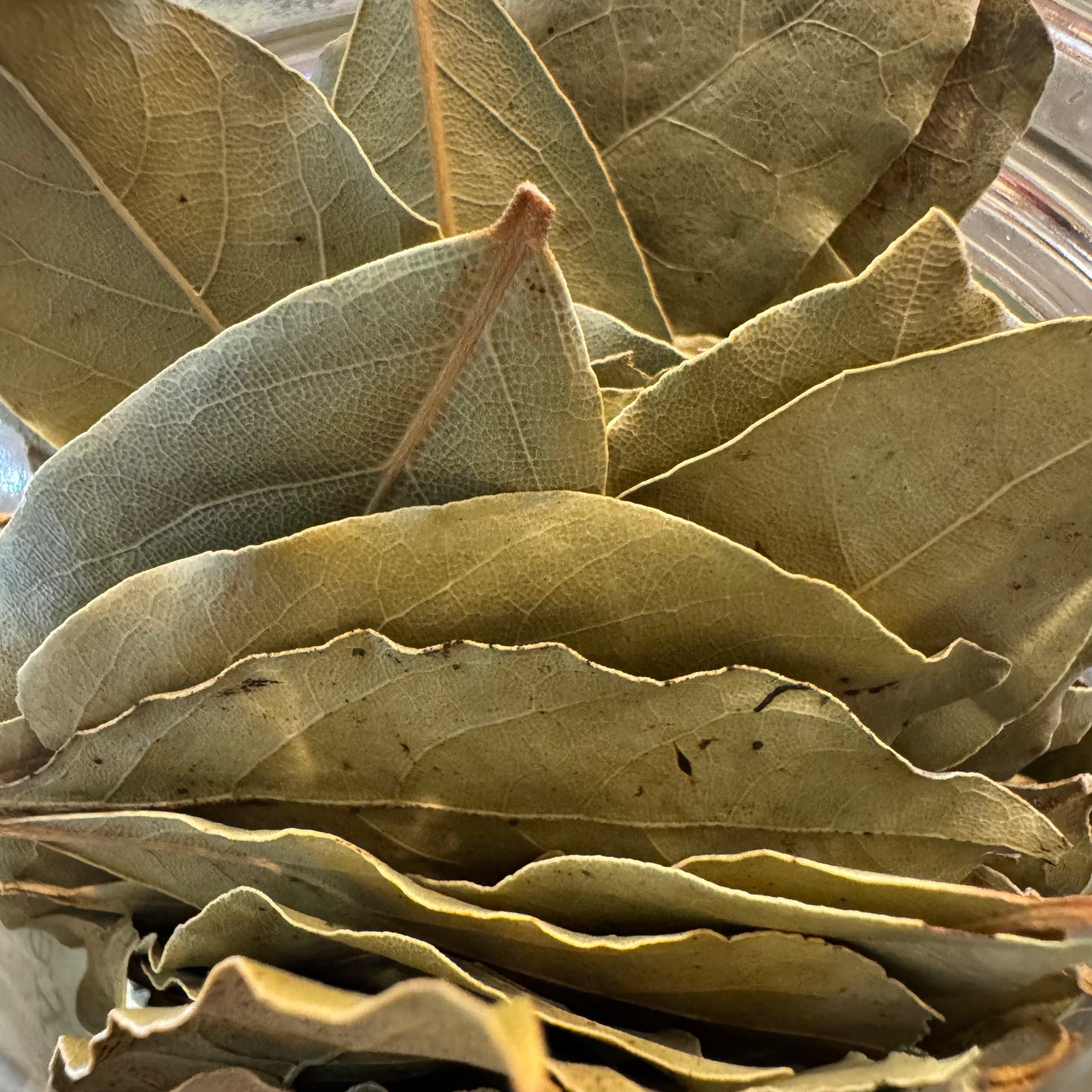Bay Leaf
