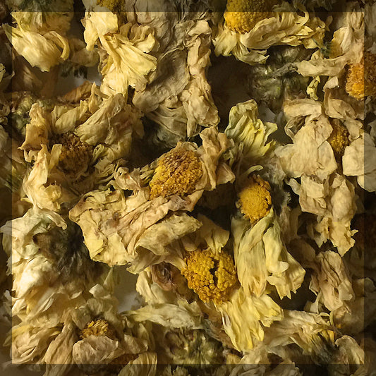Chrysanthemum