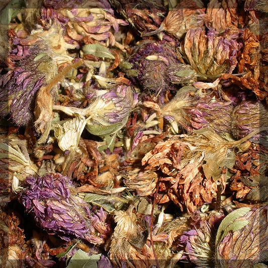 Clover - Red