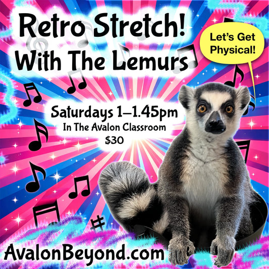 Retro Stretch With The Lemurs!
