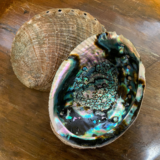 Abalone Shells, LG, 6-7"