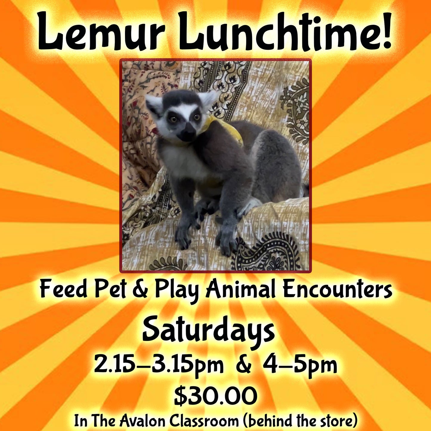Lemur Lunch Time