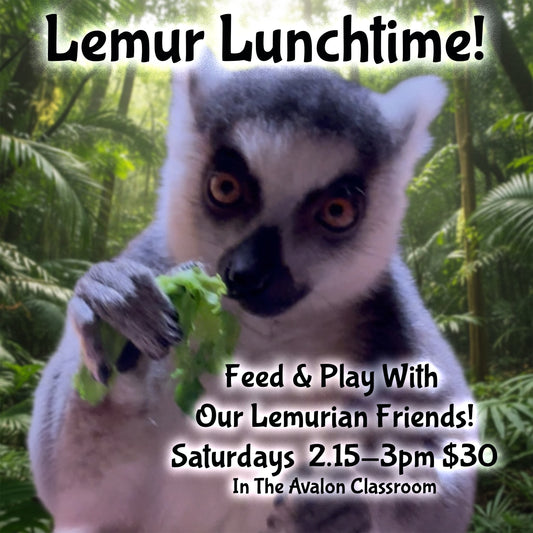Lemur Lunch Time