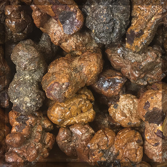 Coprolite