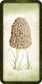 Mushroom Affirmations by Nicola McIntosh